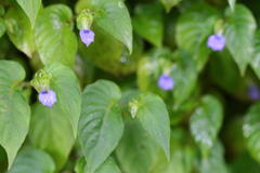 Rhynchoglossum obliquum